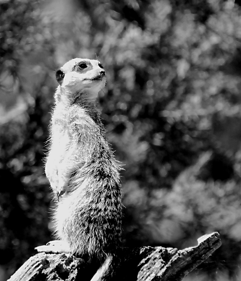 Meerkat