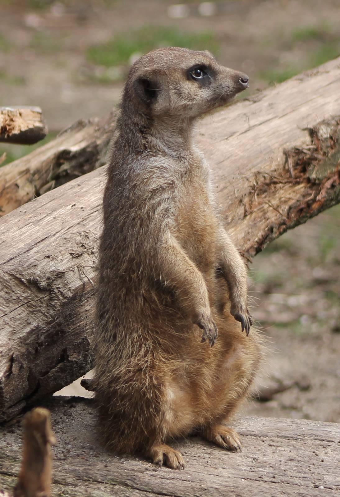meerkat