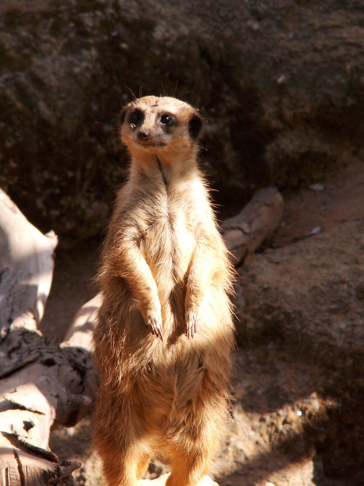 meerkat