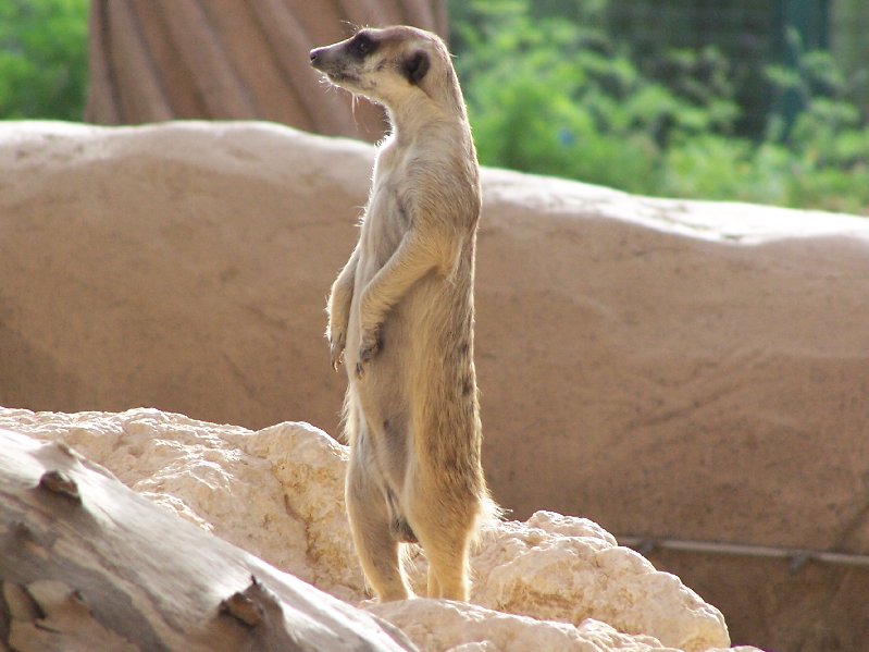 Meerkat