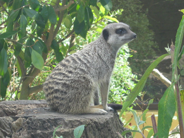 Meerkat