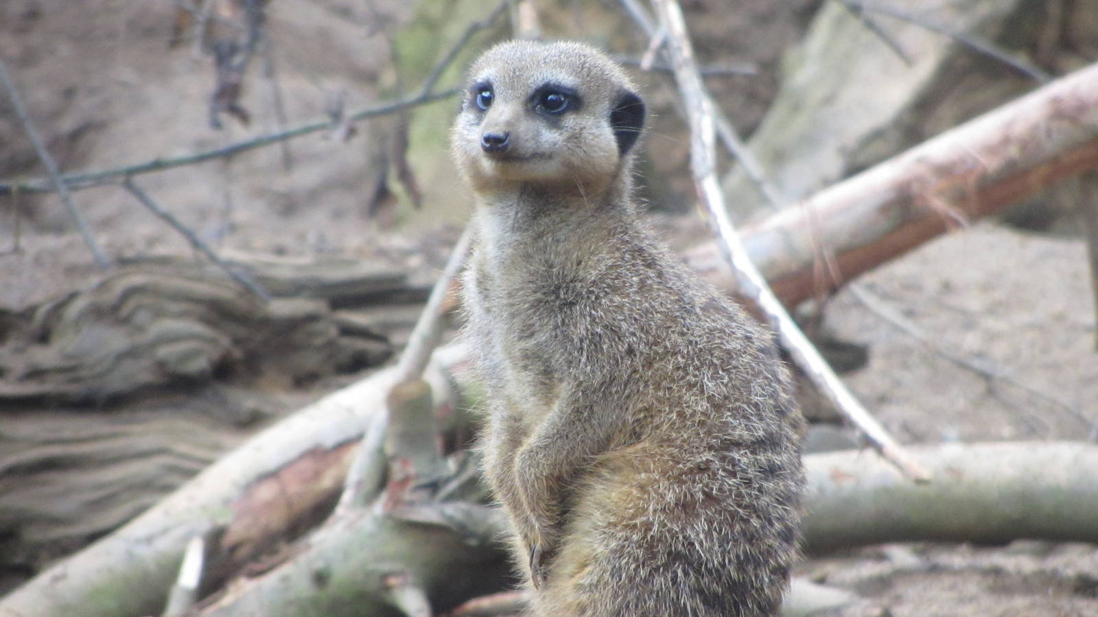 Meerkat