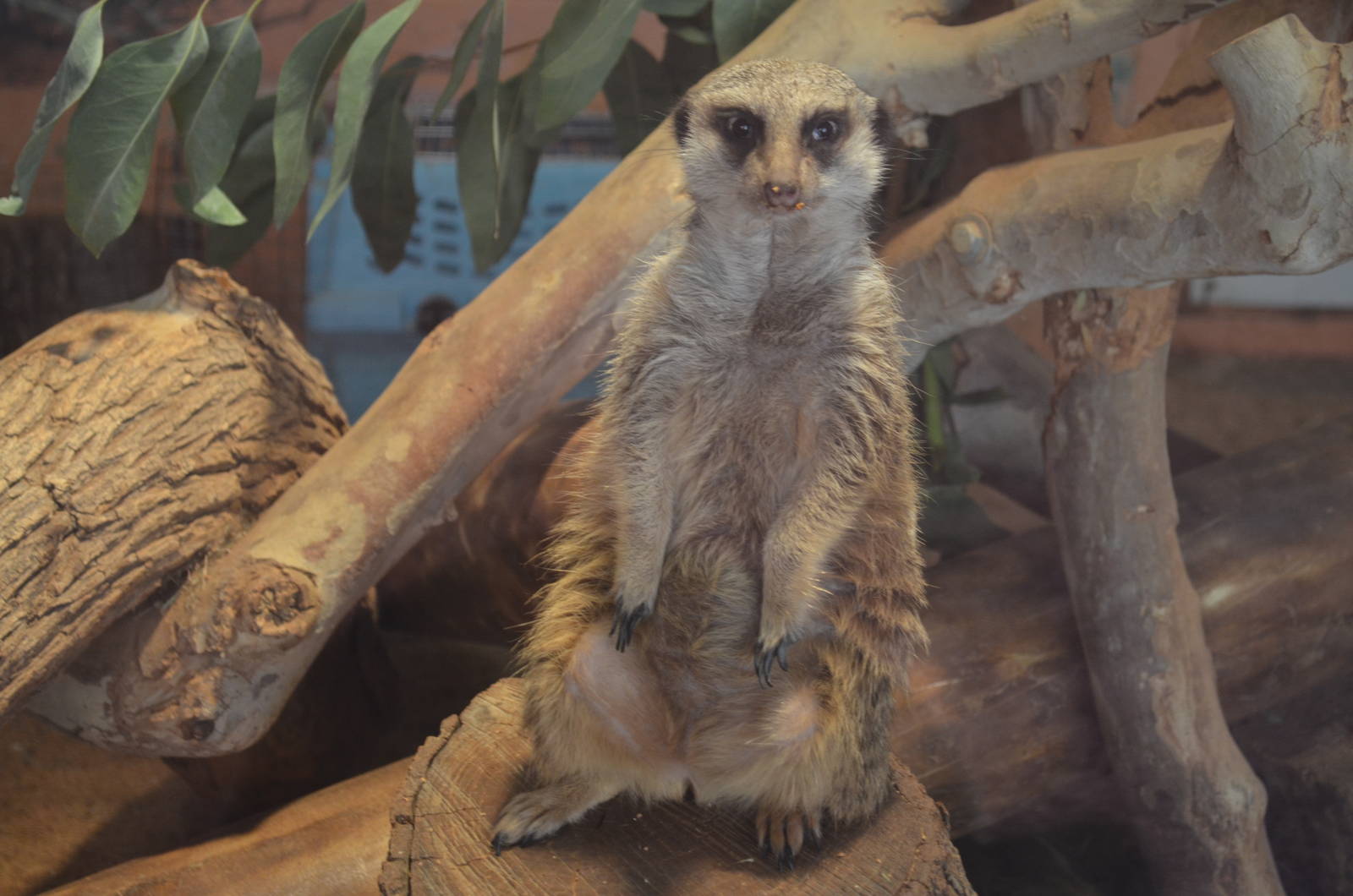 Meerkat