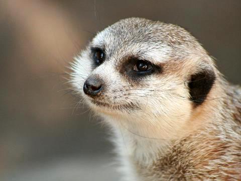 Meerkat