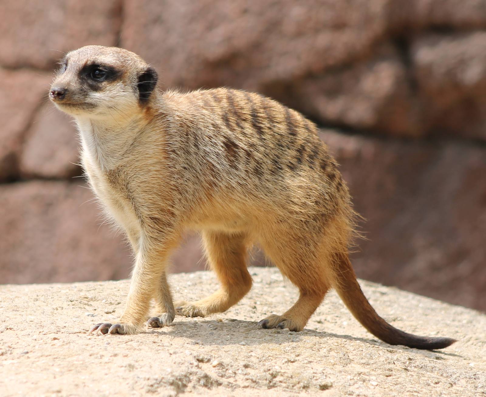 Meerkat