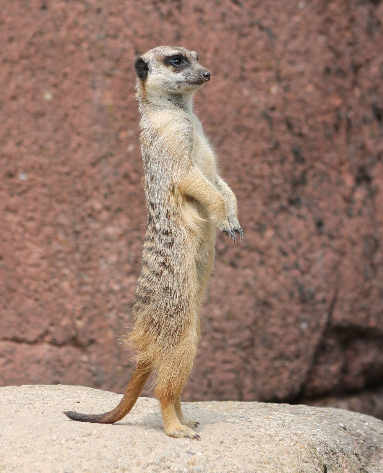 Meerkat
