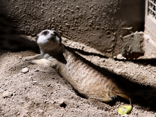 Meerkat