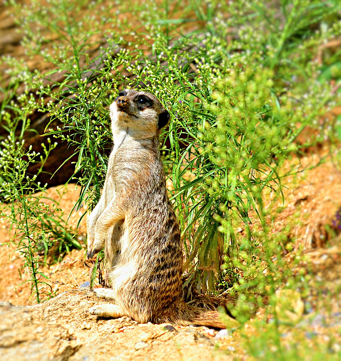 MEERKAT