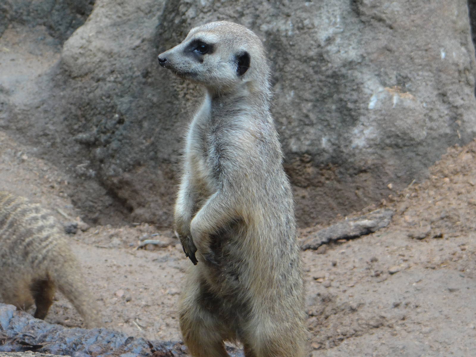 Meerkat