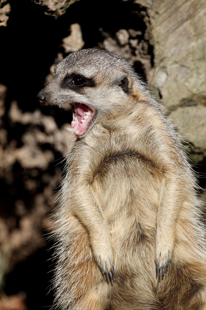 Meerkat