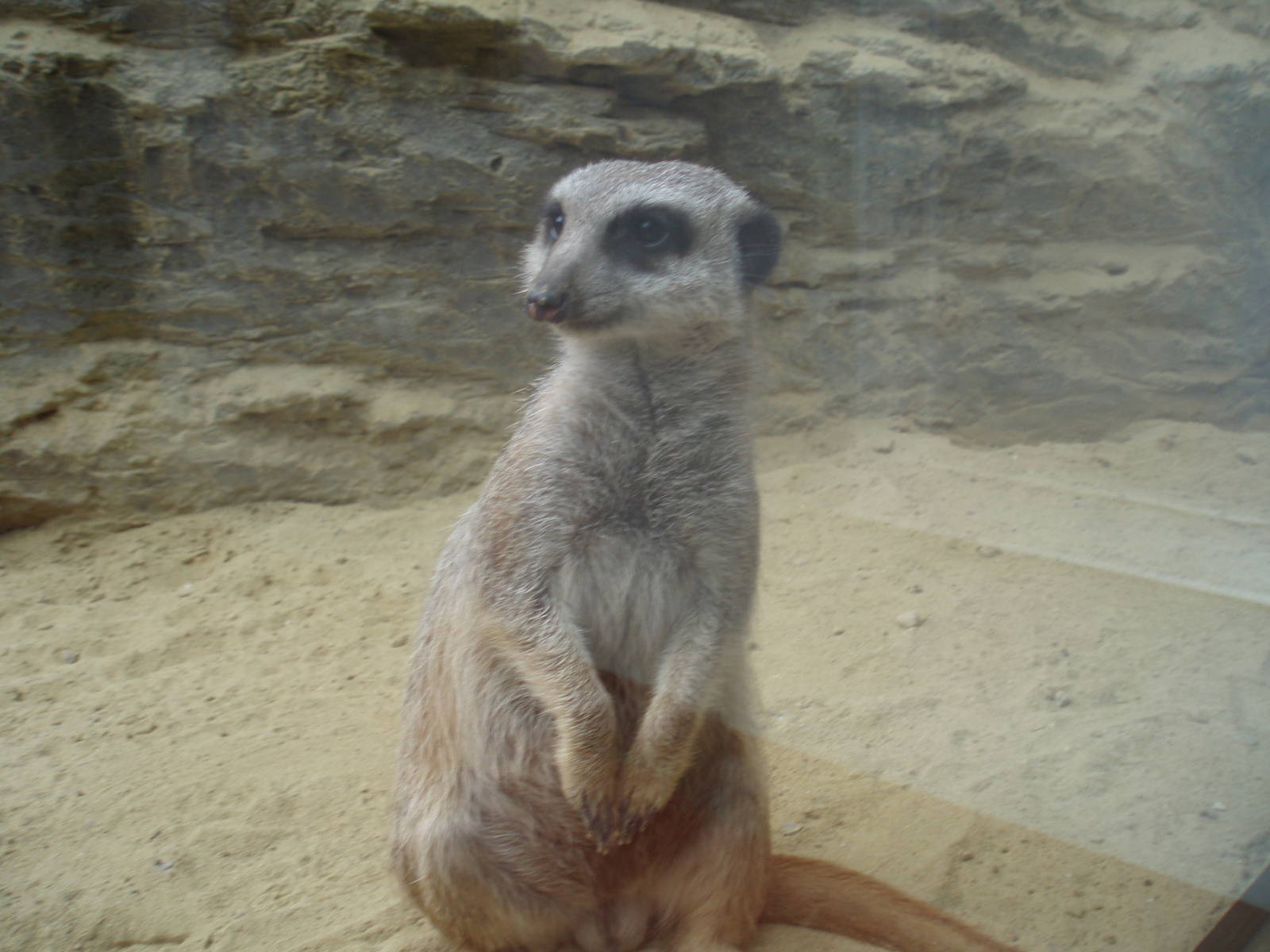 Meerkat
