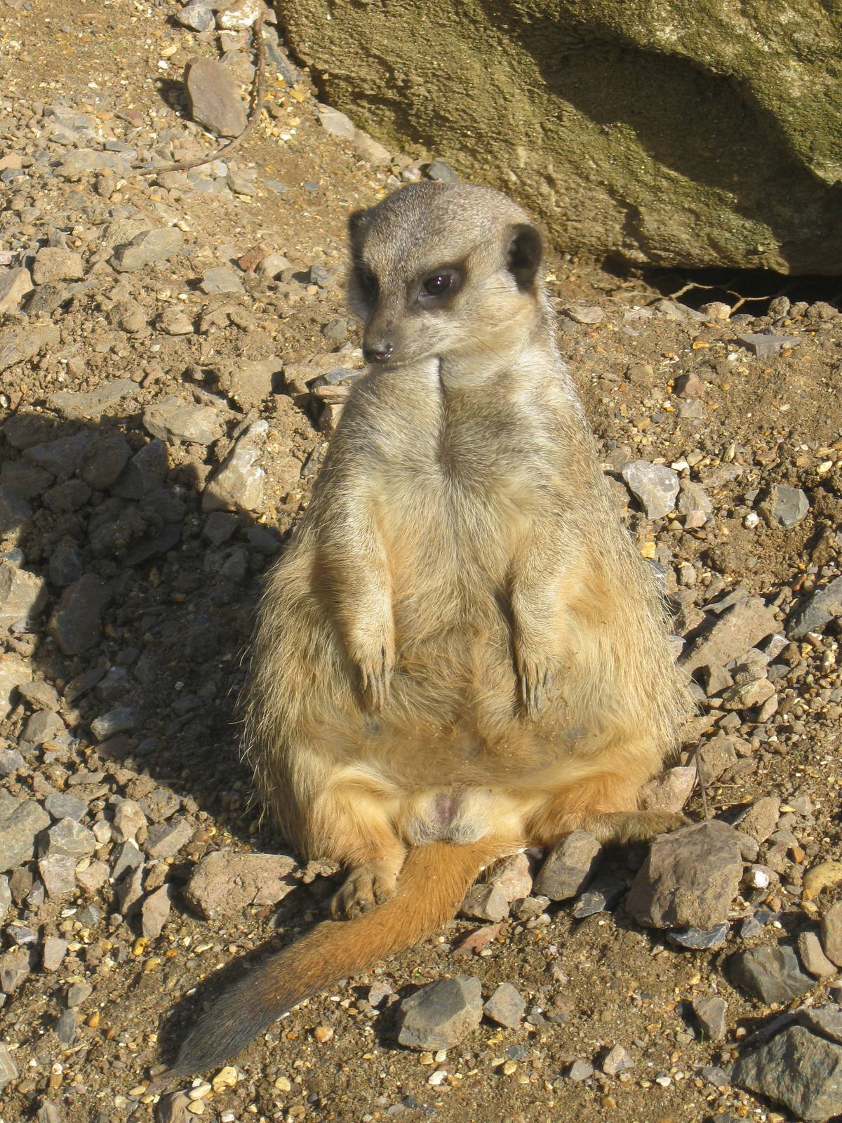 Meerkat