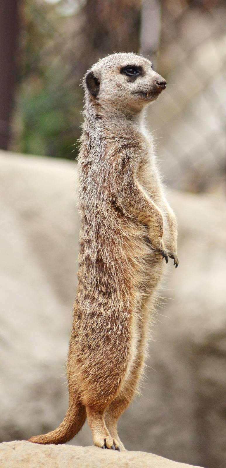 Meerkat