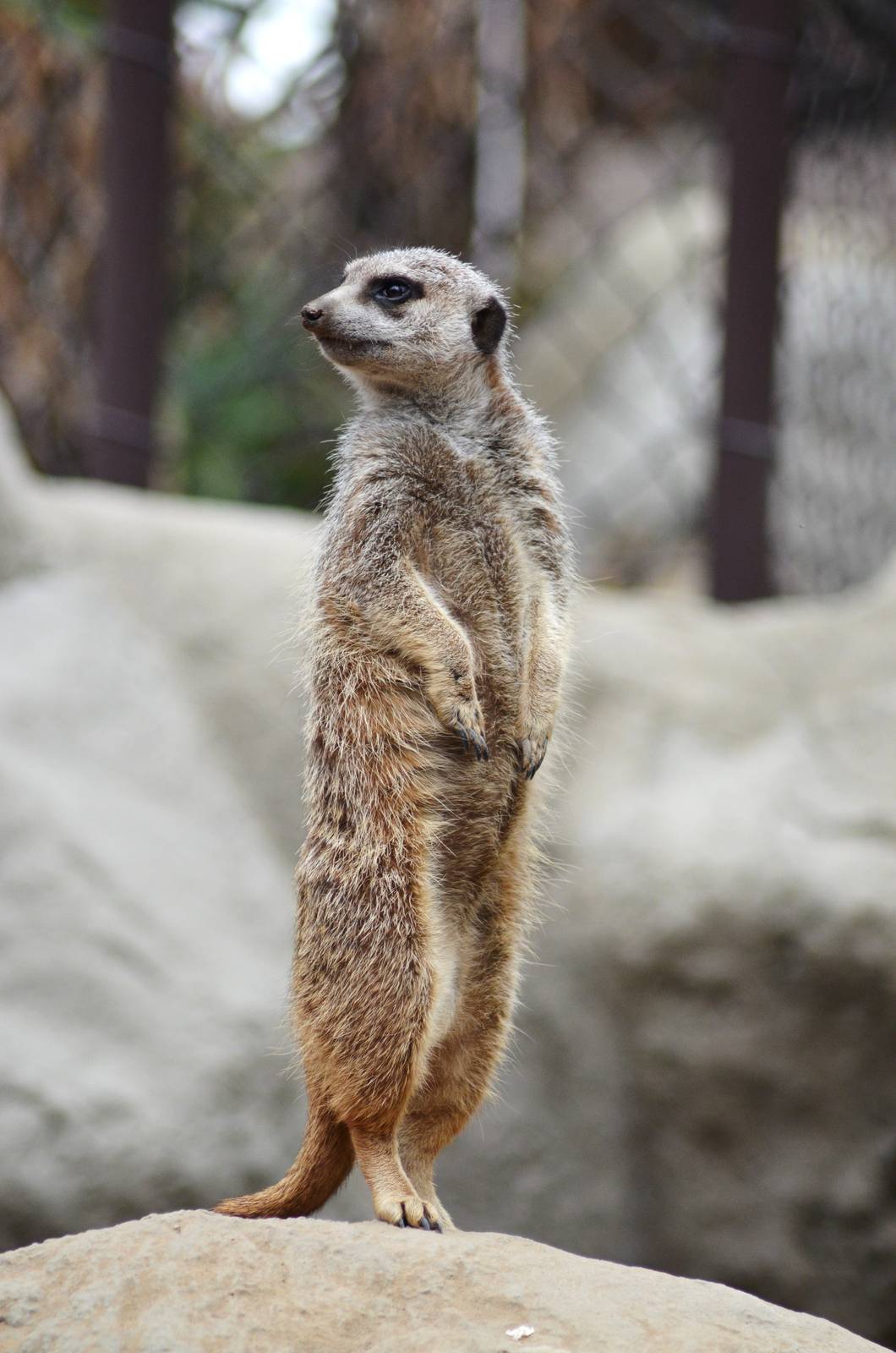 Meerkat