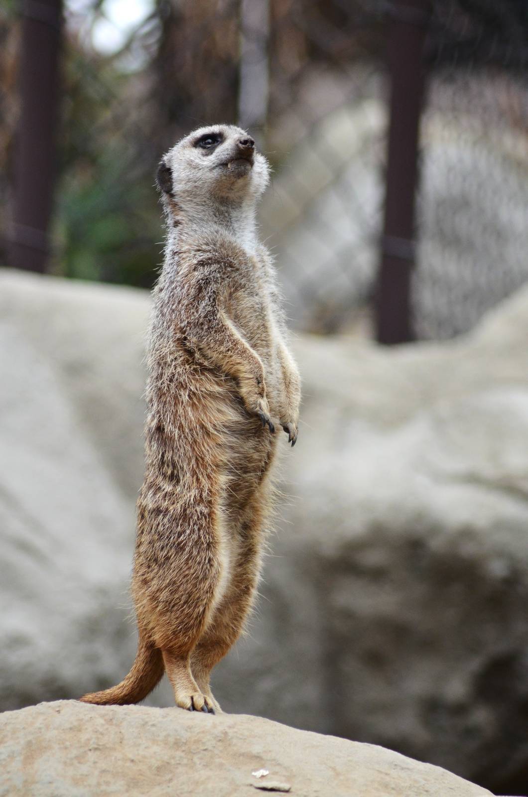 Meerkat