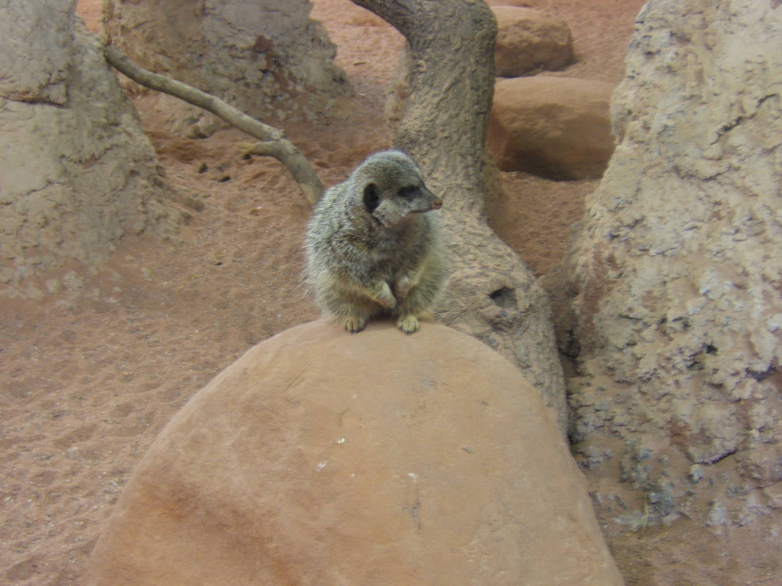 Meerkat