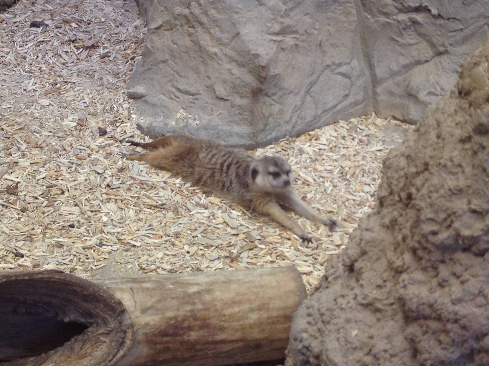 Meerkat