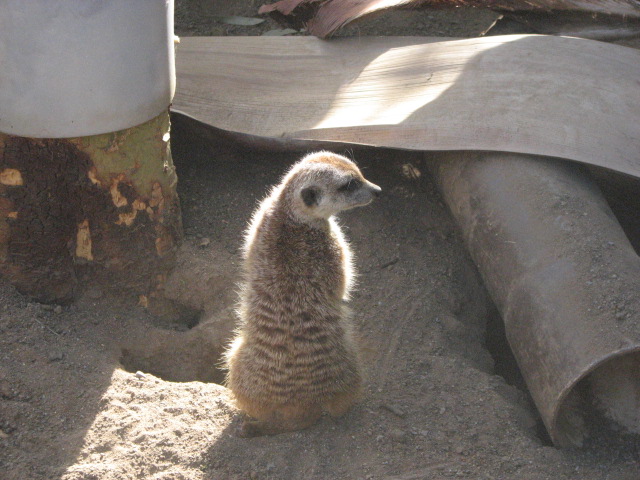 Meerkat