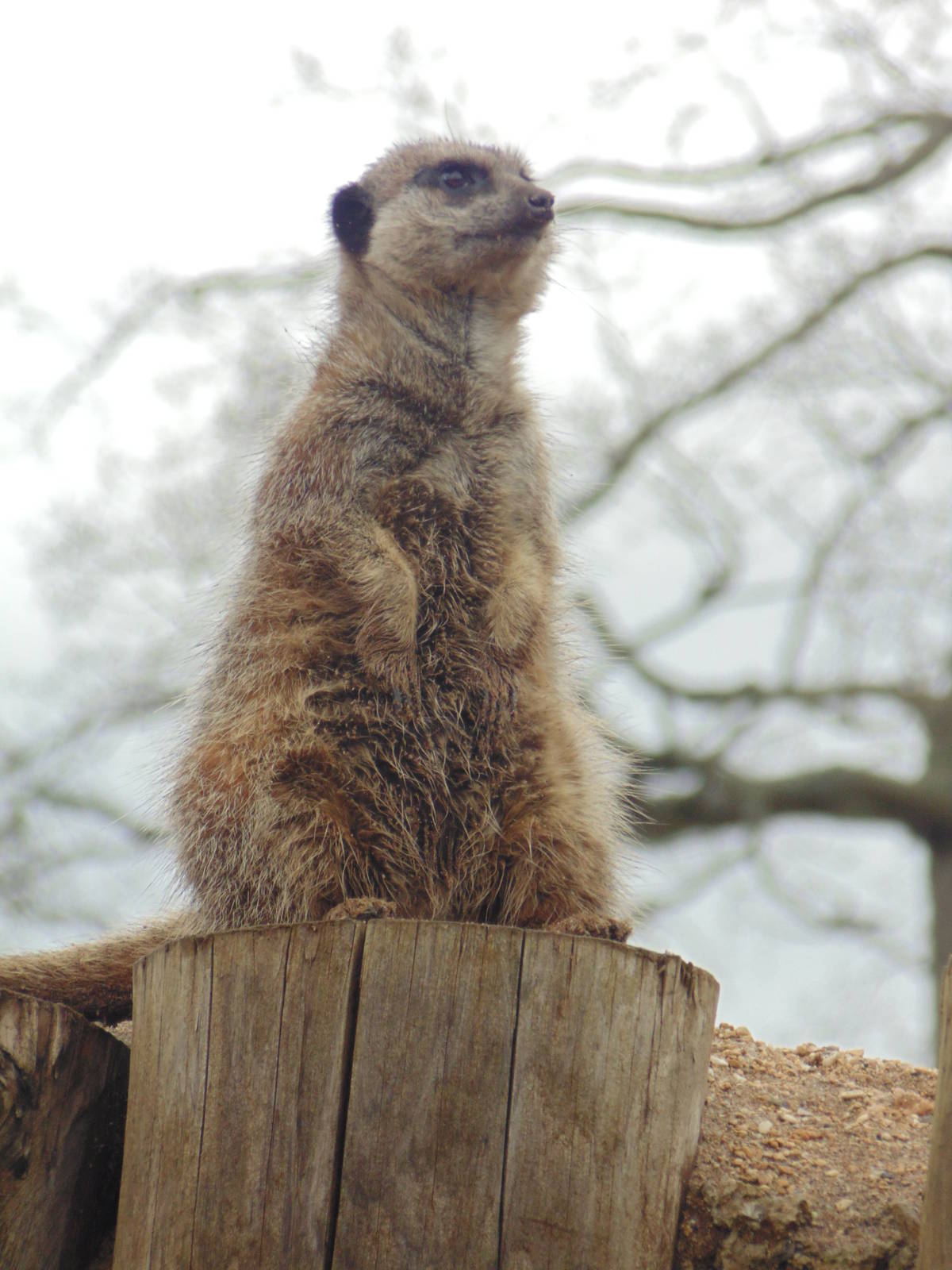 Meerkat