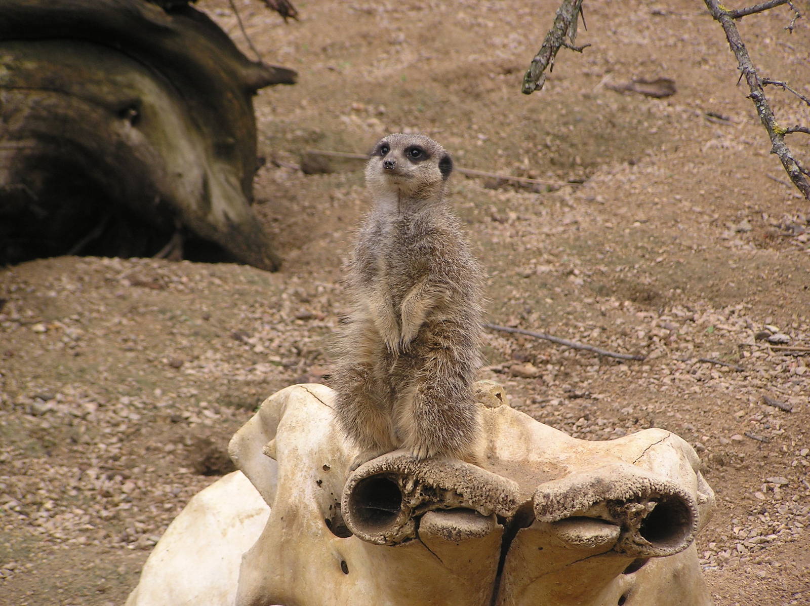 Meerkat
