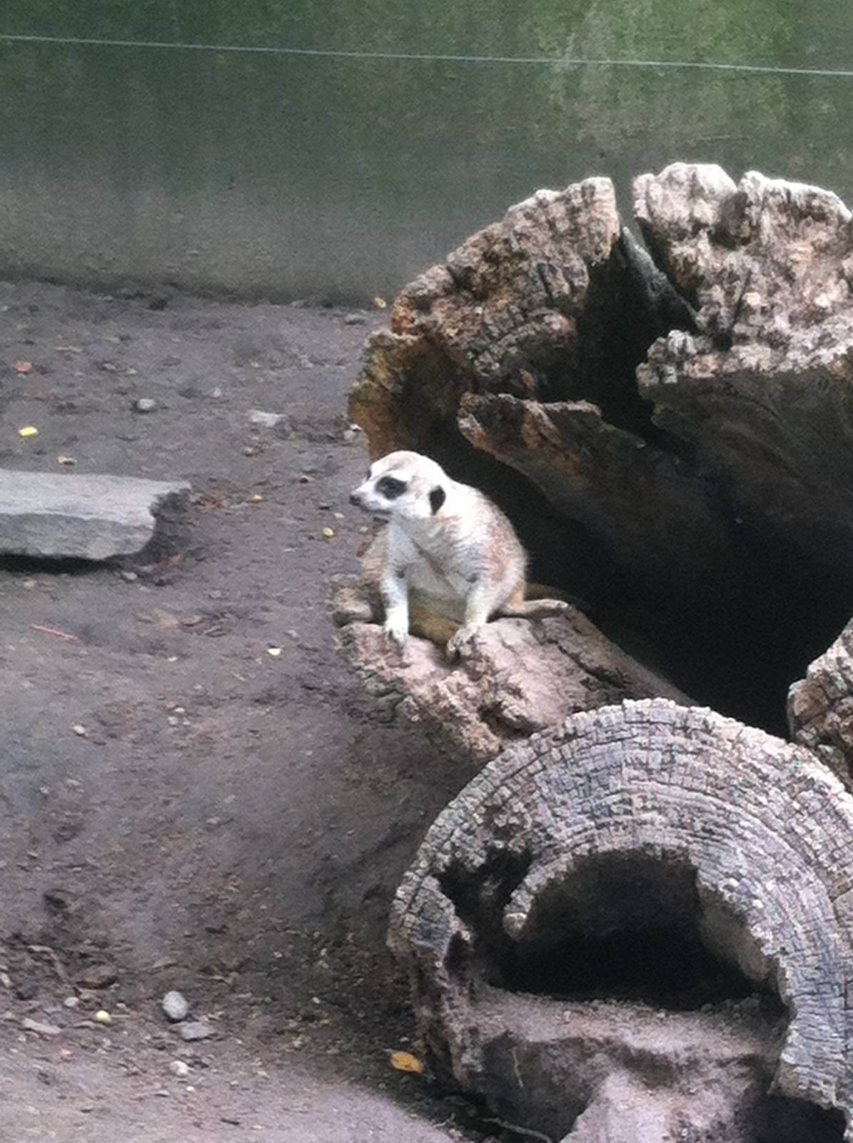 Meerkat