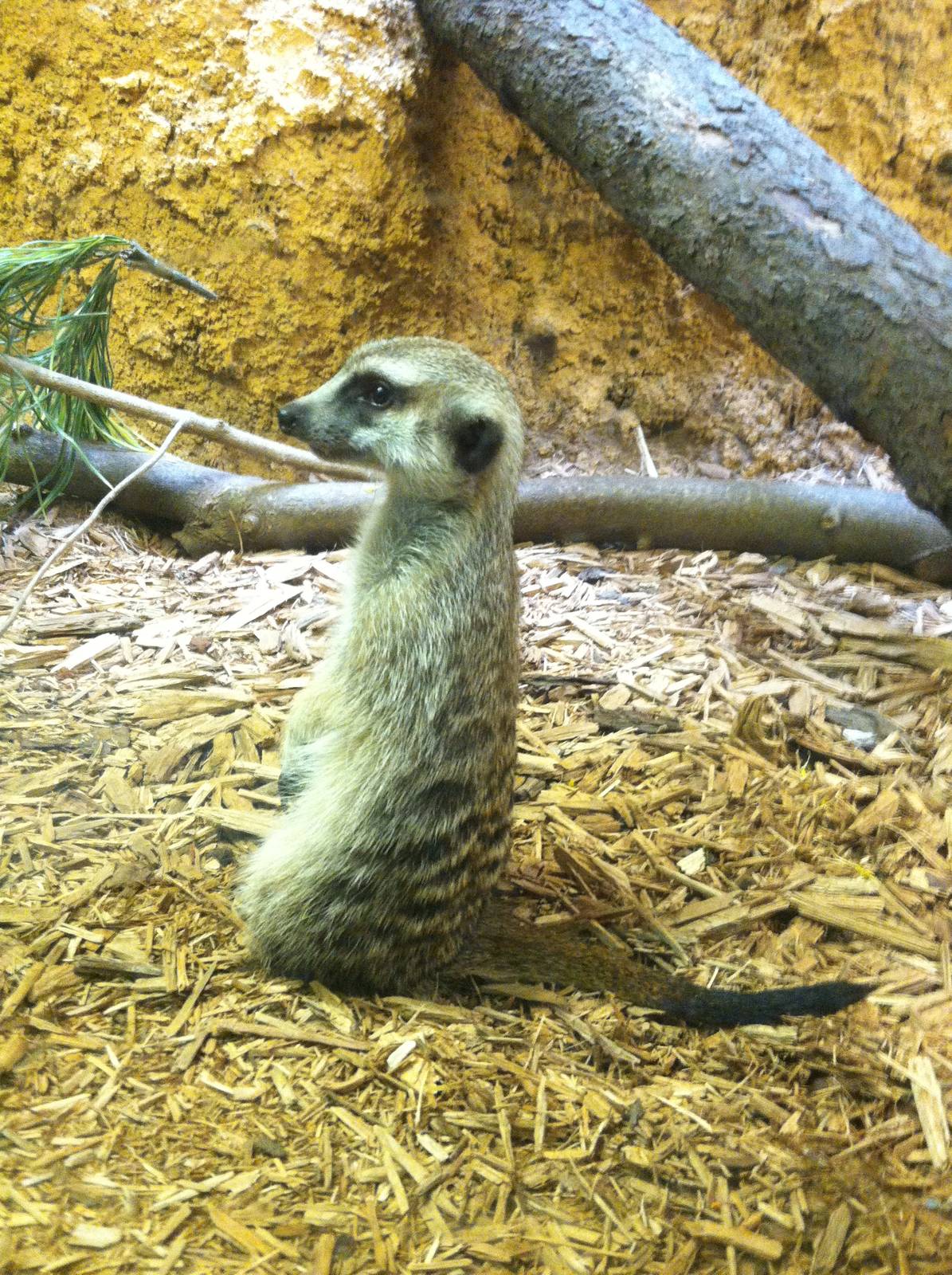 Meerkat
