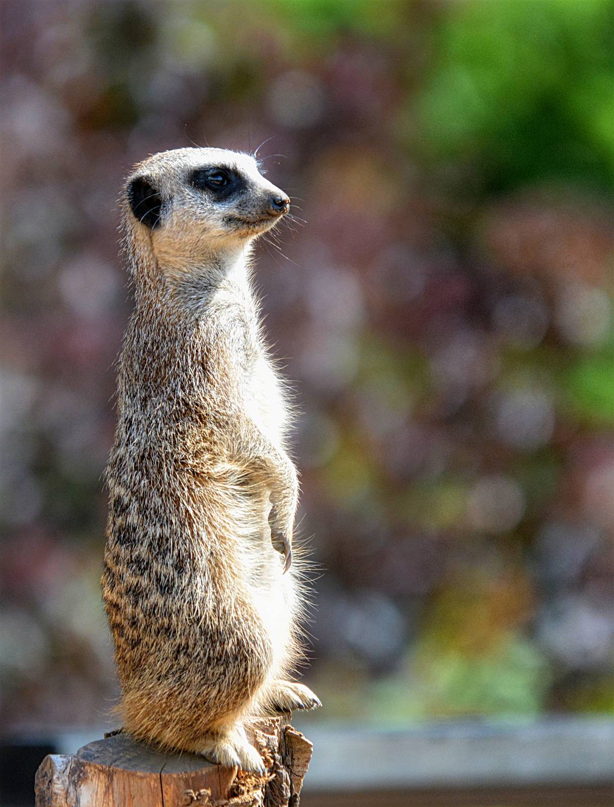 Meerkat