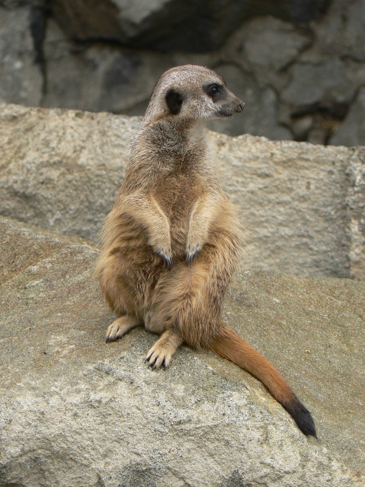 Meerkat