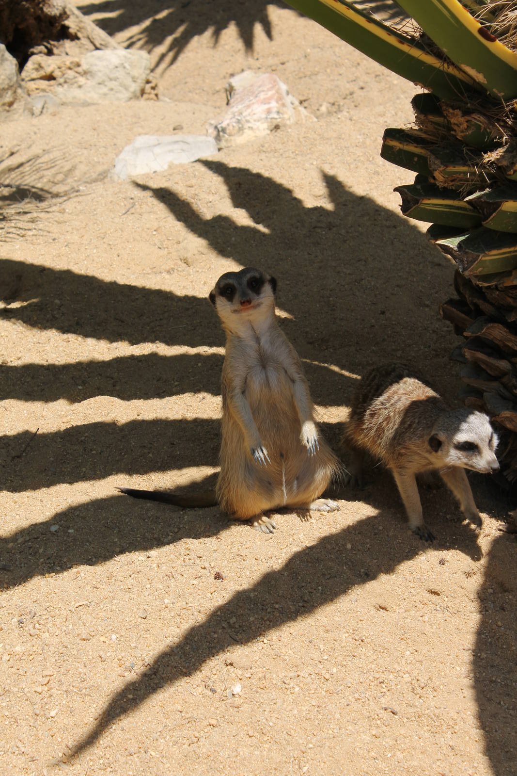 Meerkat