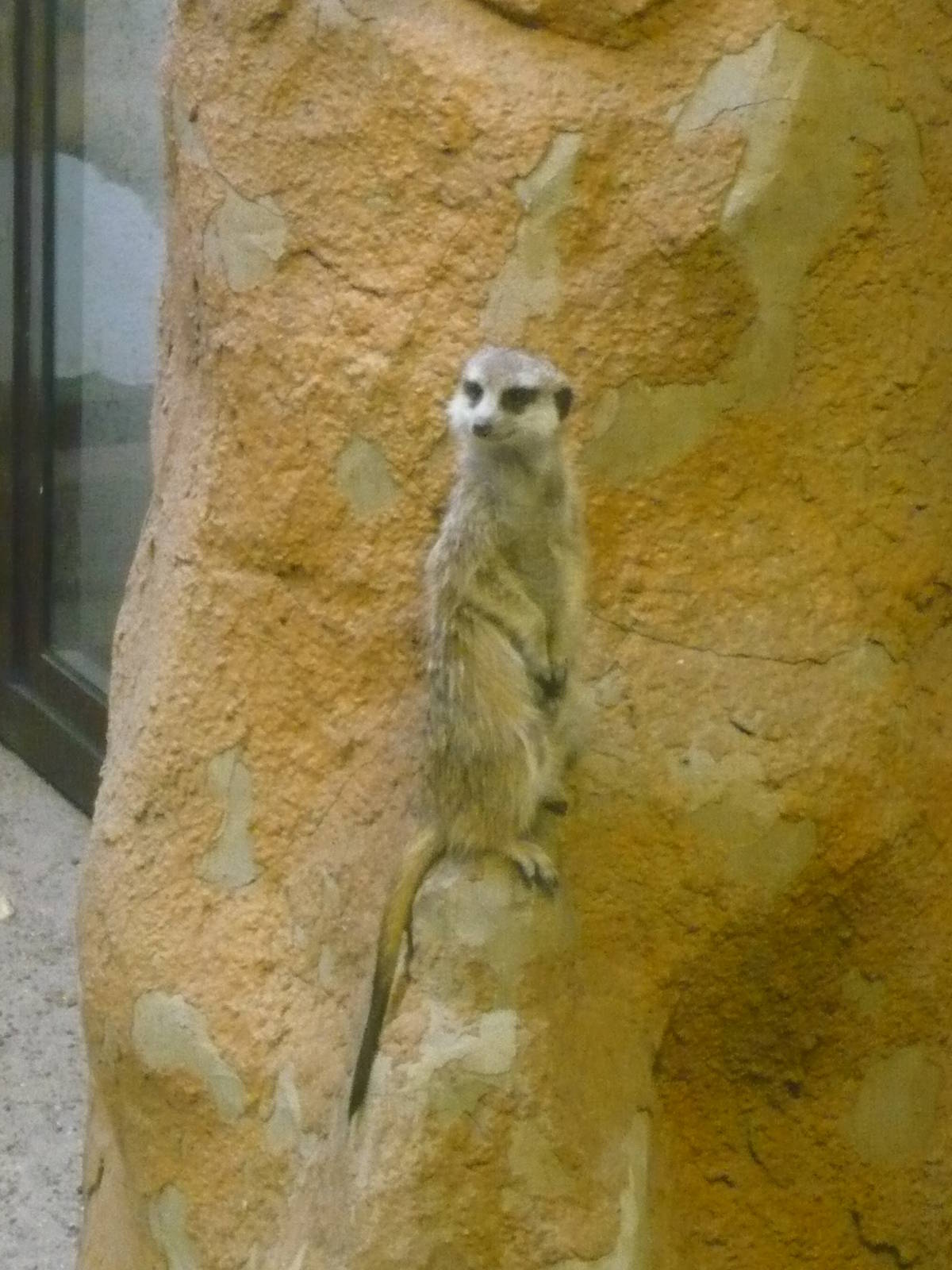 Meerkat