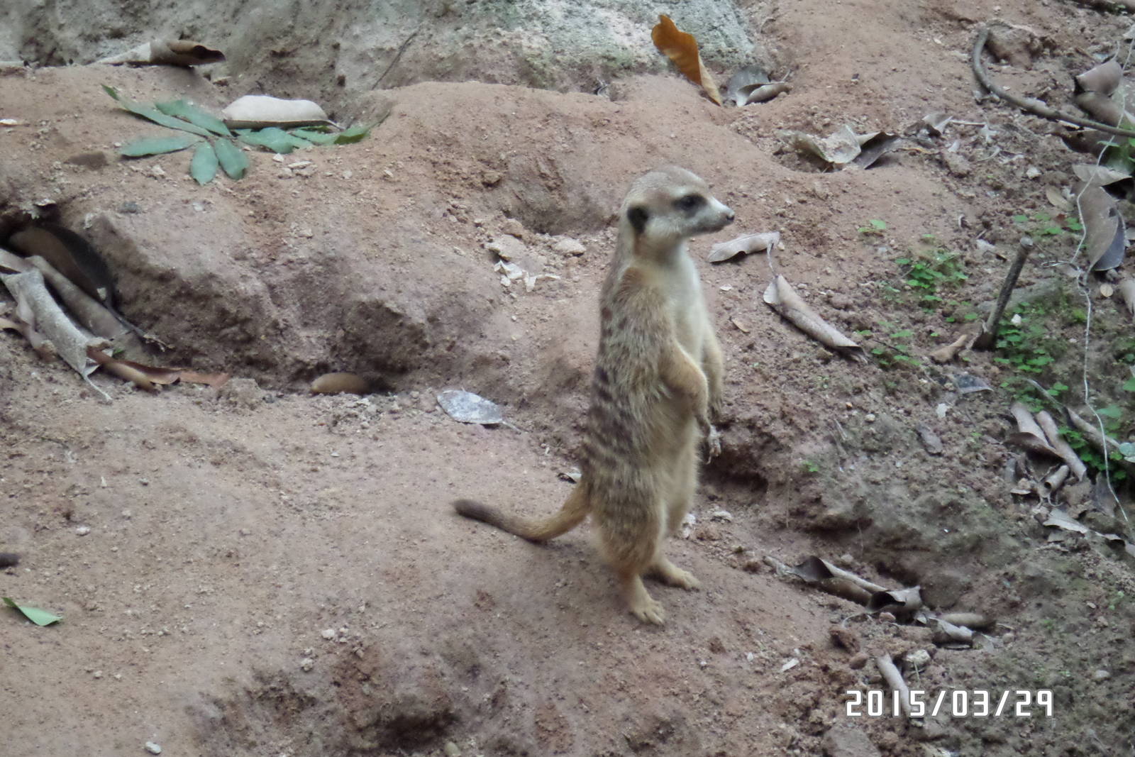 meerkat