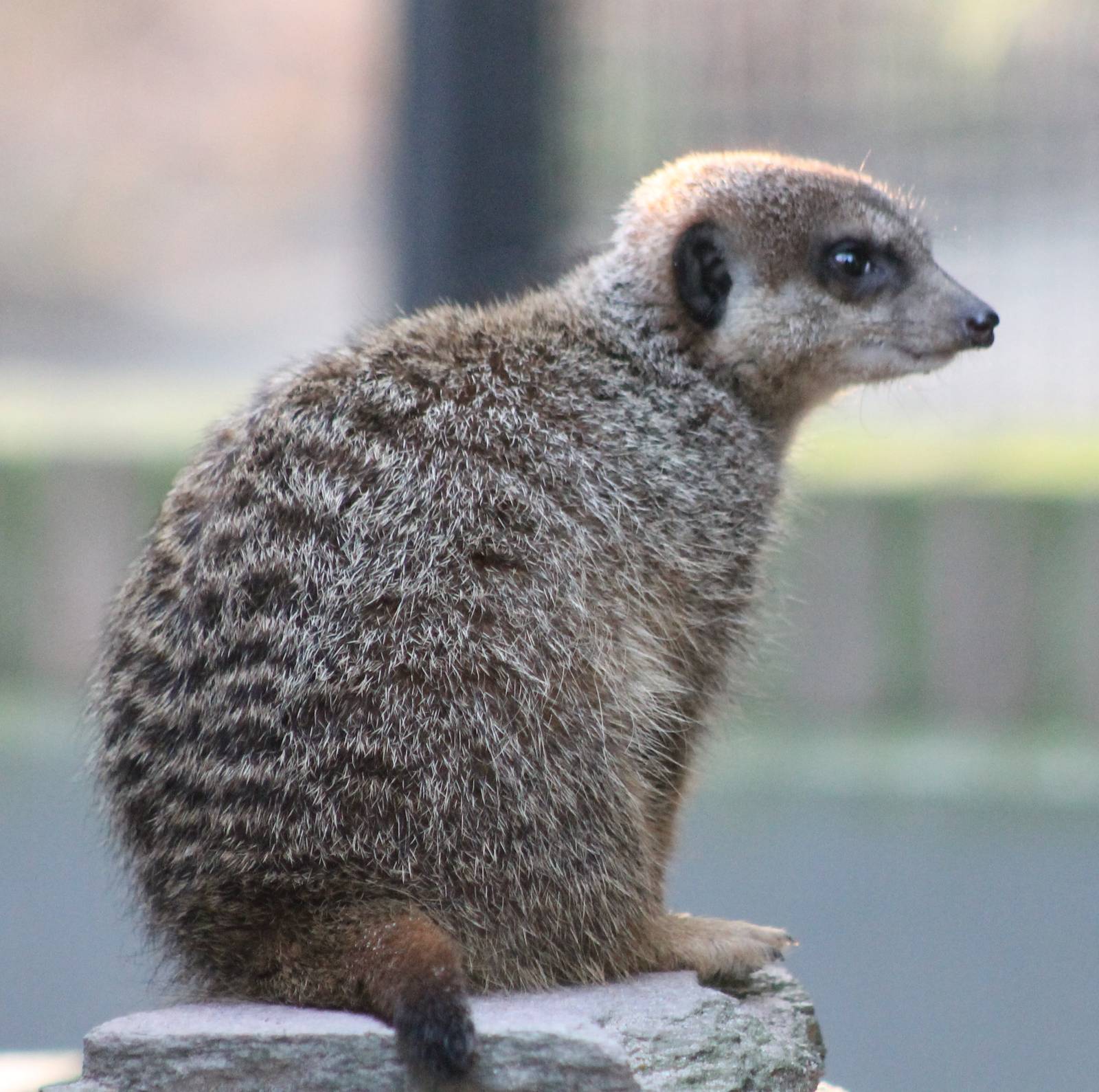 Meerkat