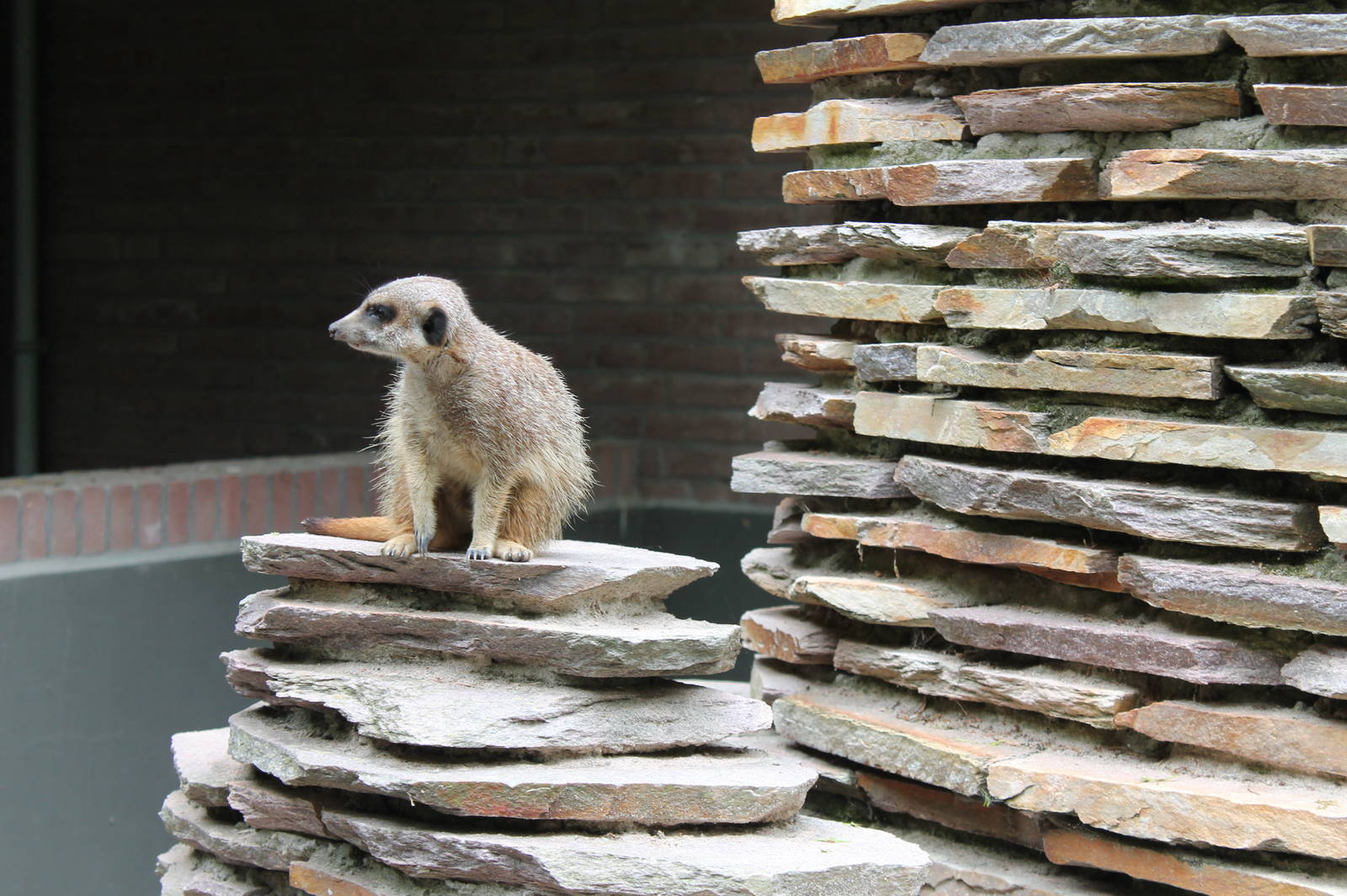 Meerkat