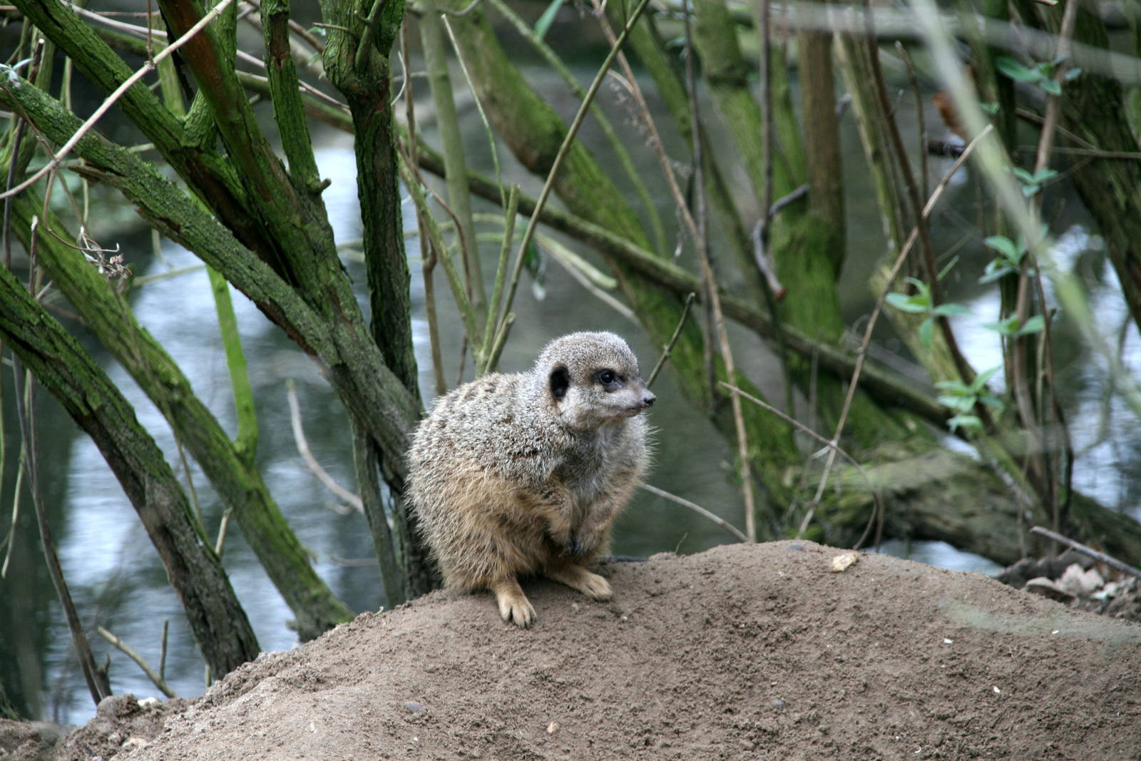 Meerkat