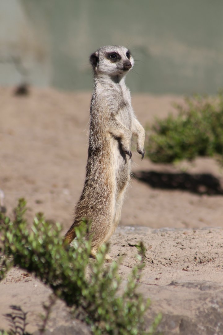 Meerkat