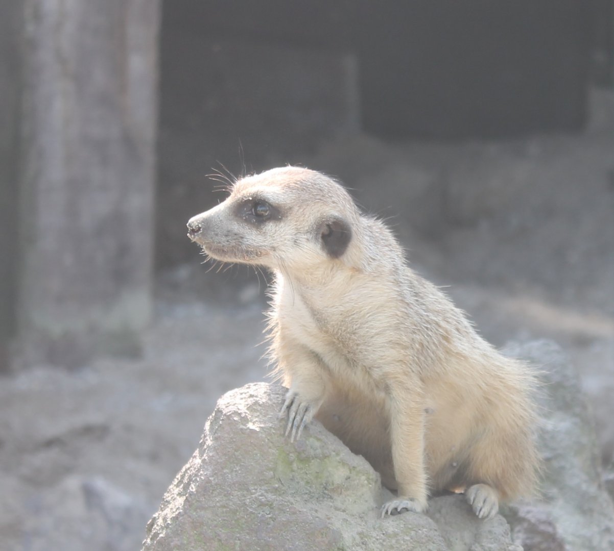 Meerkat