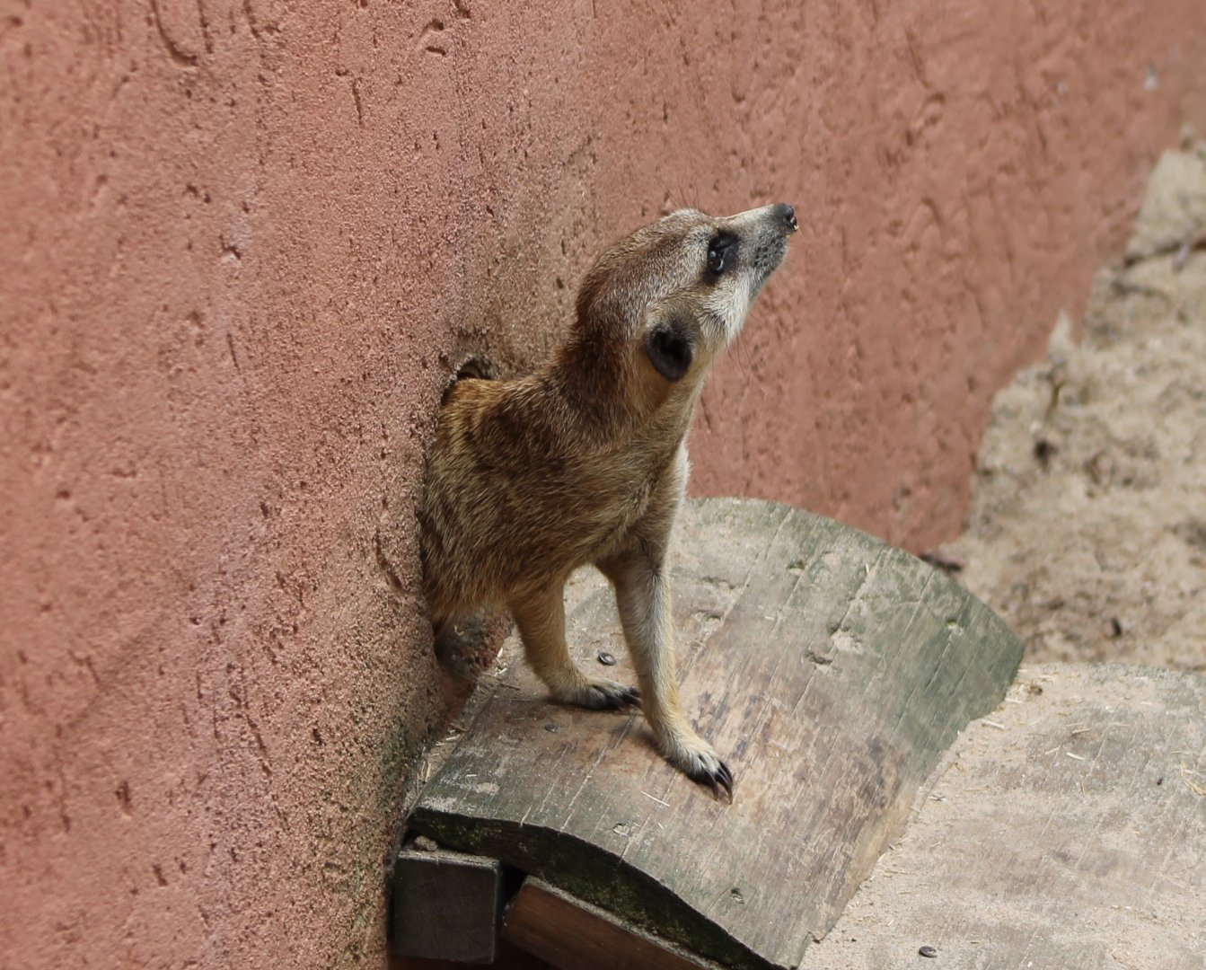 Meerkat