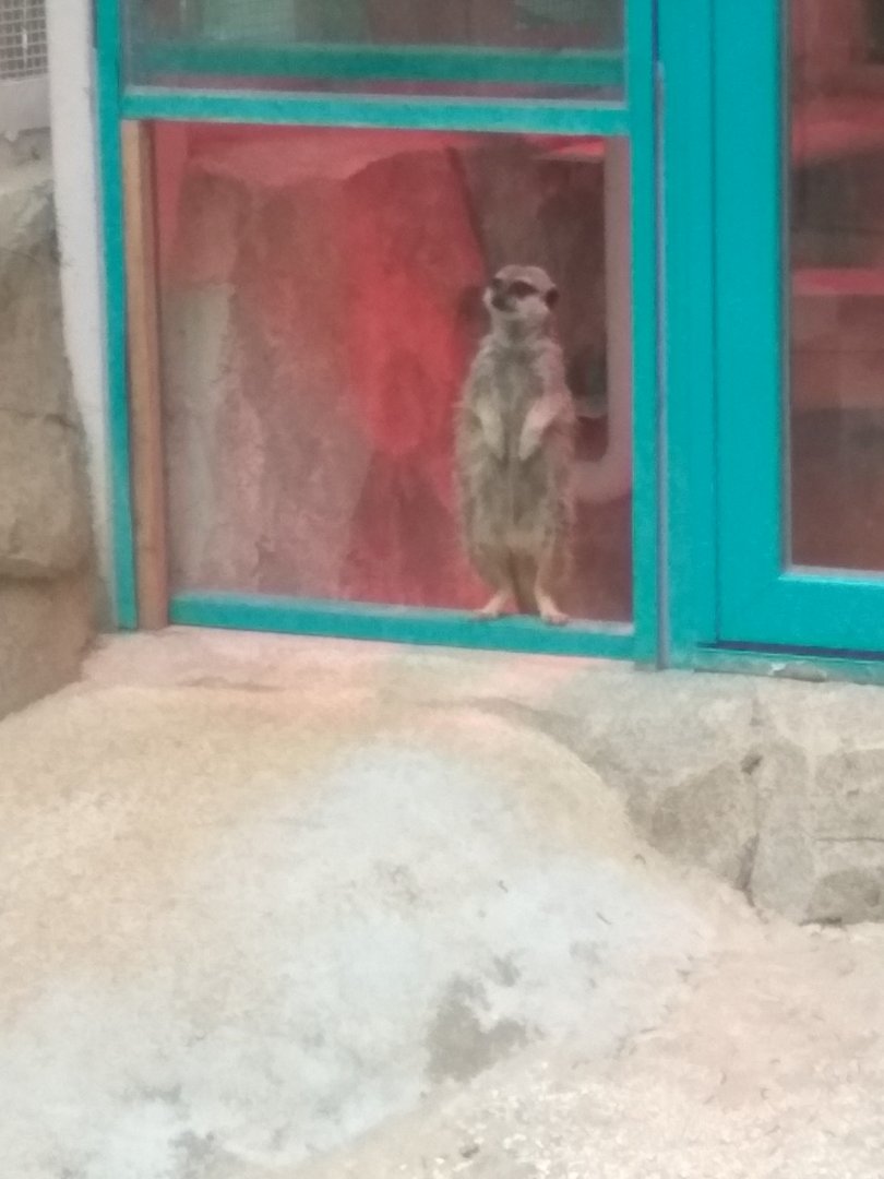 Meerkat