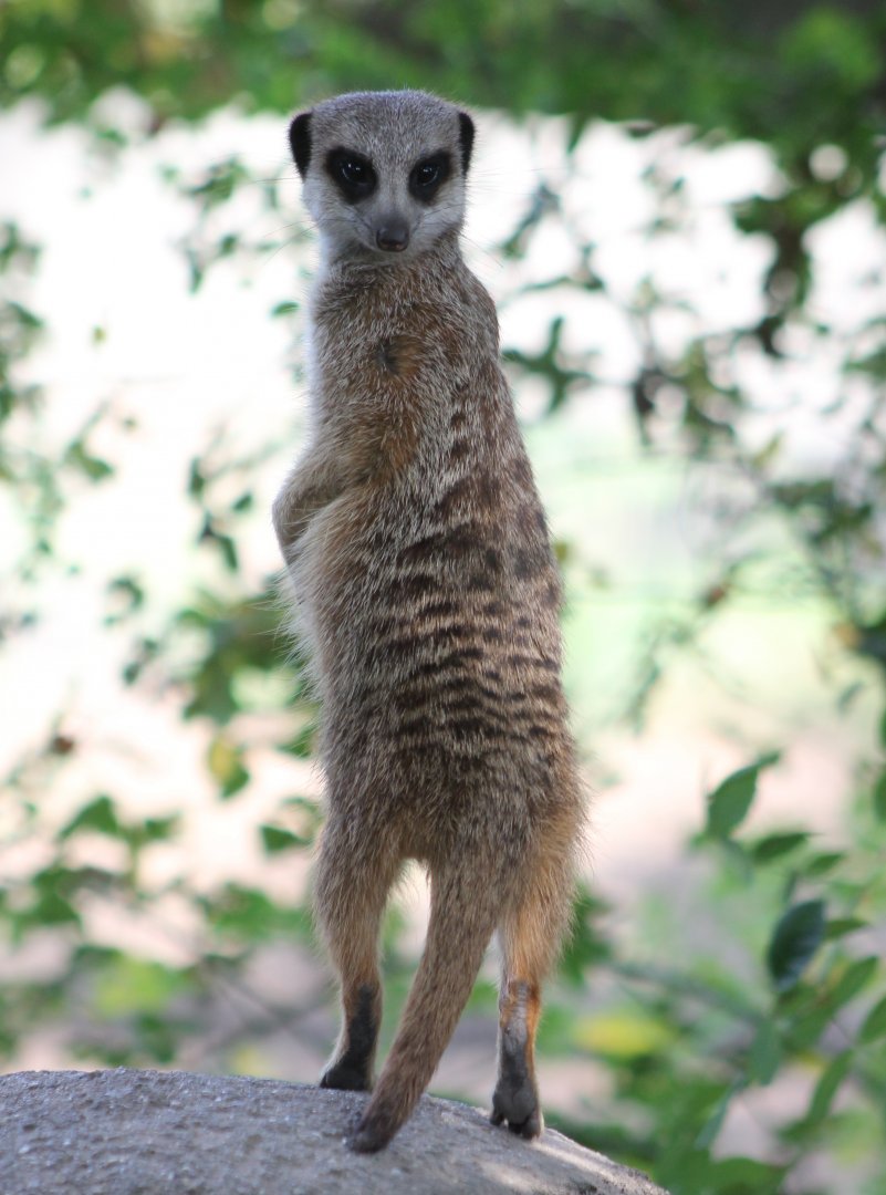Meerkat