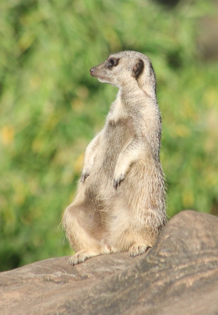 Meerkat