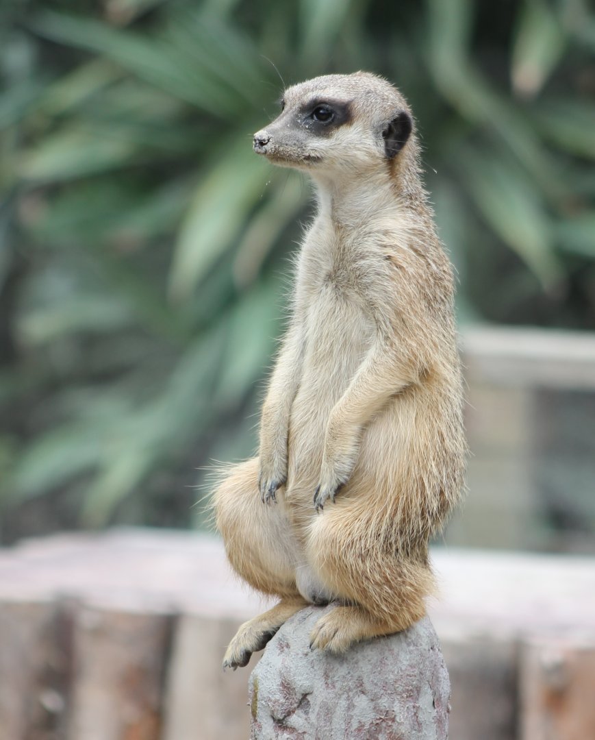 Meerkat