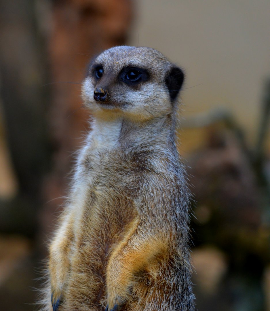Meerkat