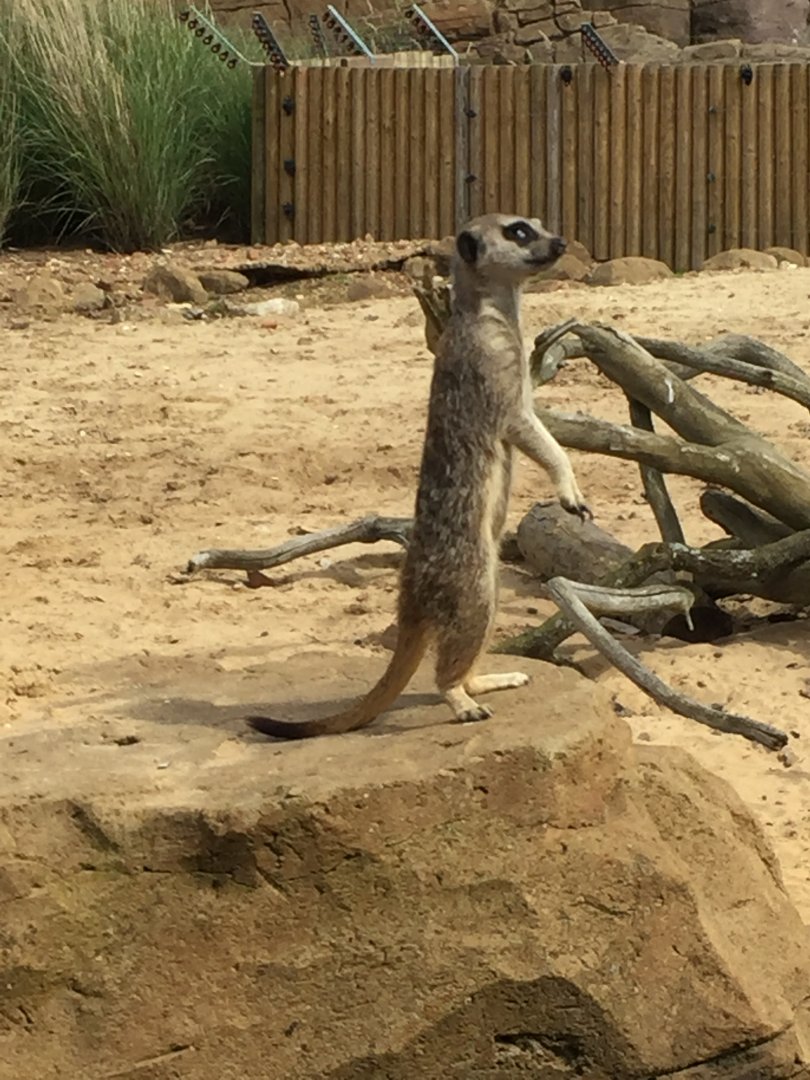 Meerkat