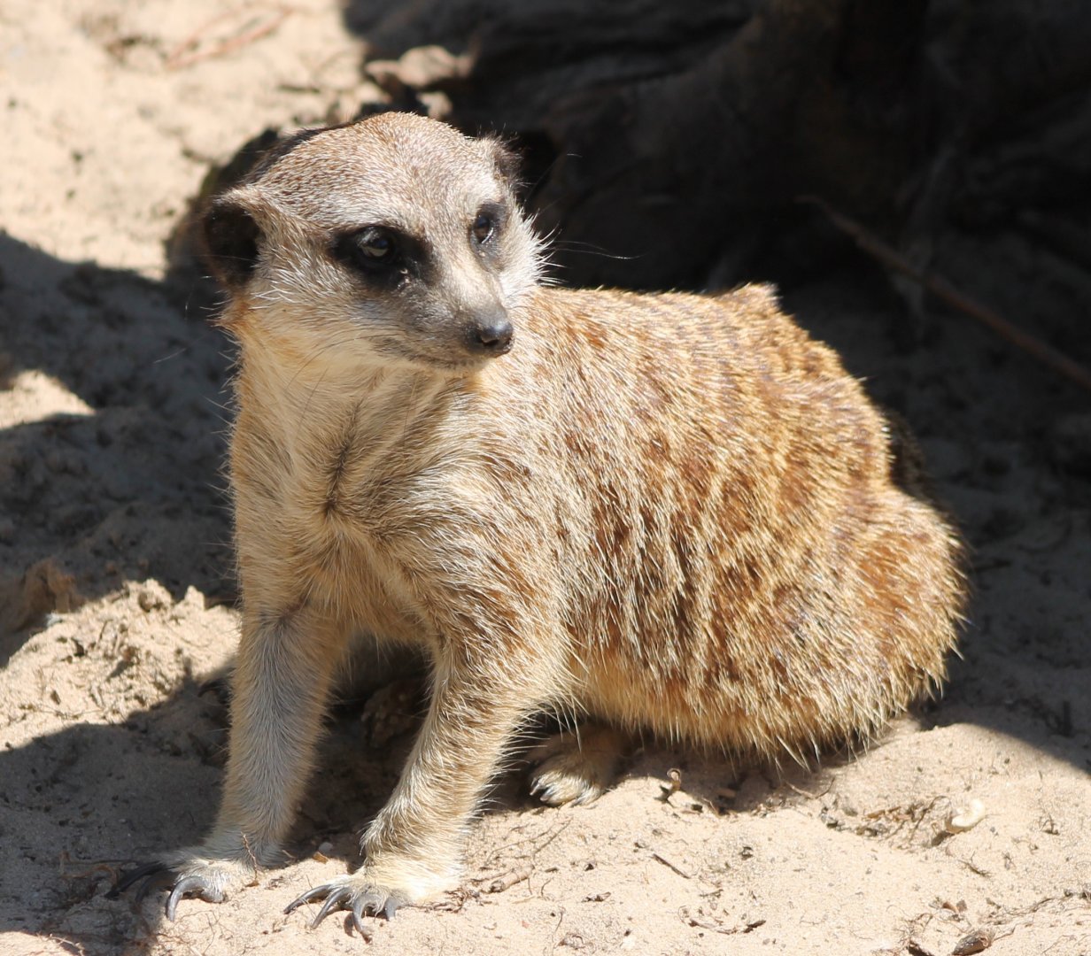 Meerkat