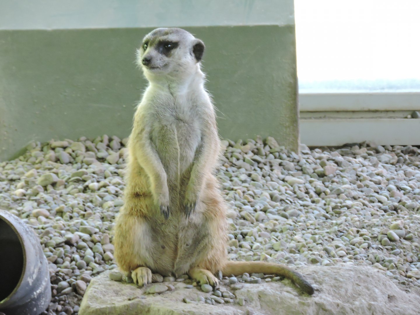 Meerkat
