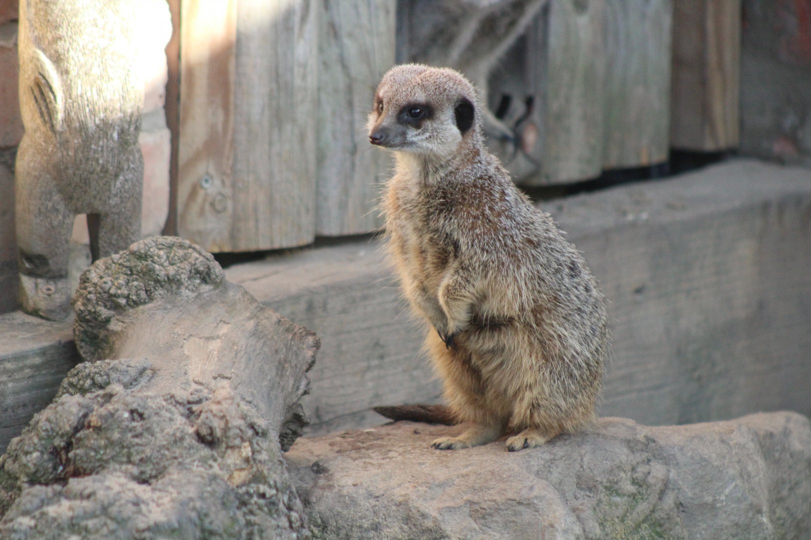 Meerkat