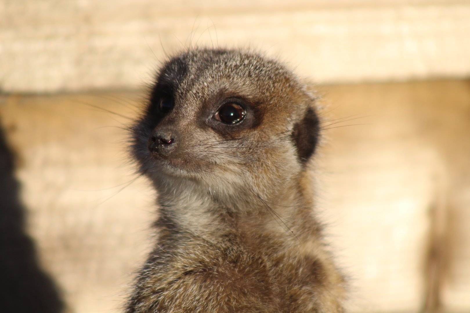 Meerkat
