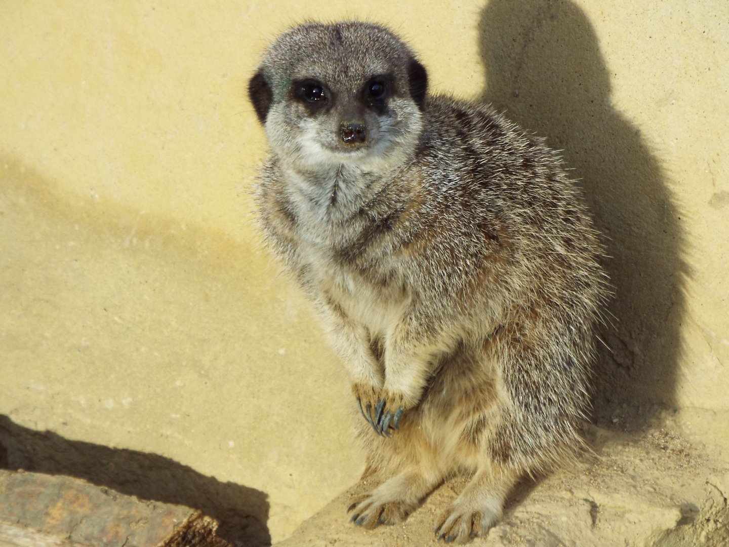 Meerkat