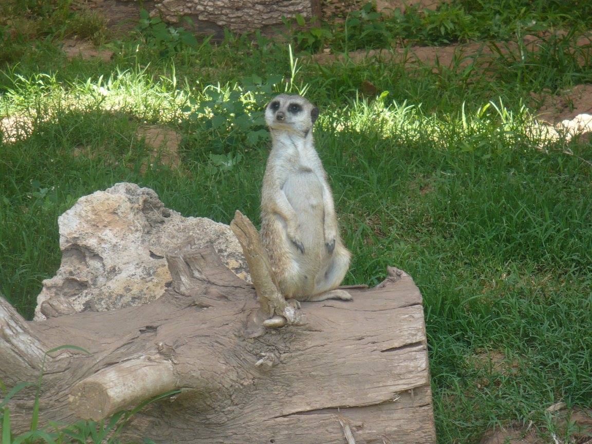 Meerkat