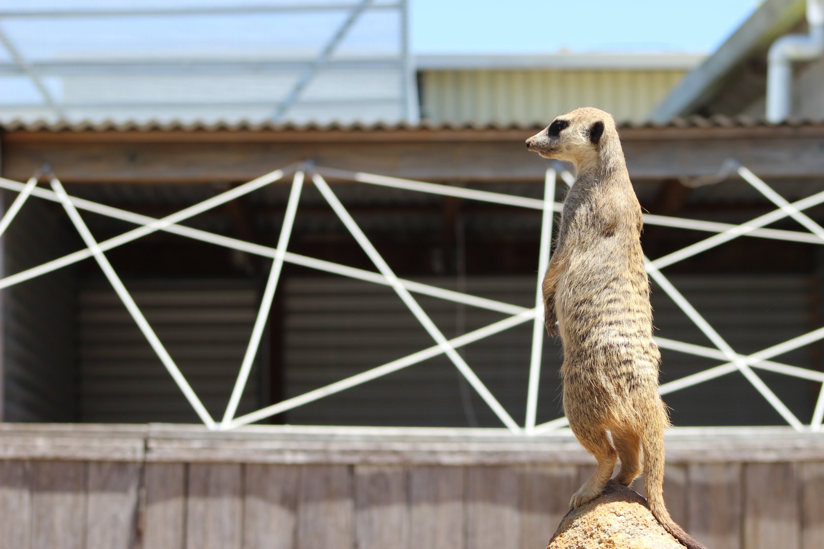 Meerkat